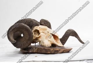 Photo Textures of Mouflon Skull 